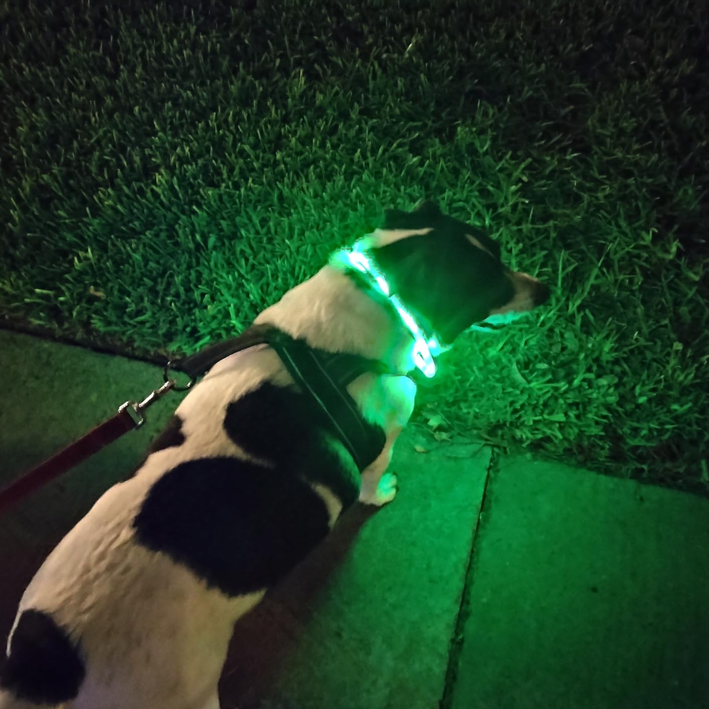 Collar LED de silicona para pe - Tech Dog Accessories reseña y precio